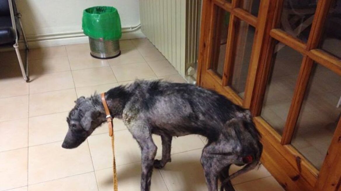 Εθελοντές έσωσαν σκελετωμένο από την πείνα σκυλάκι στα Οινόφυτα 